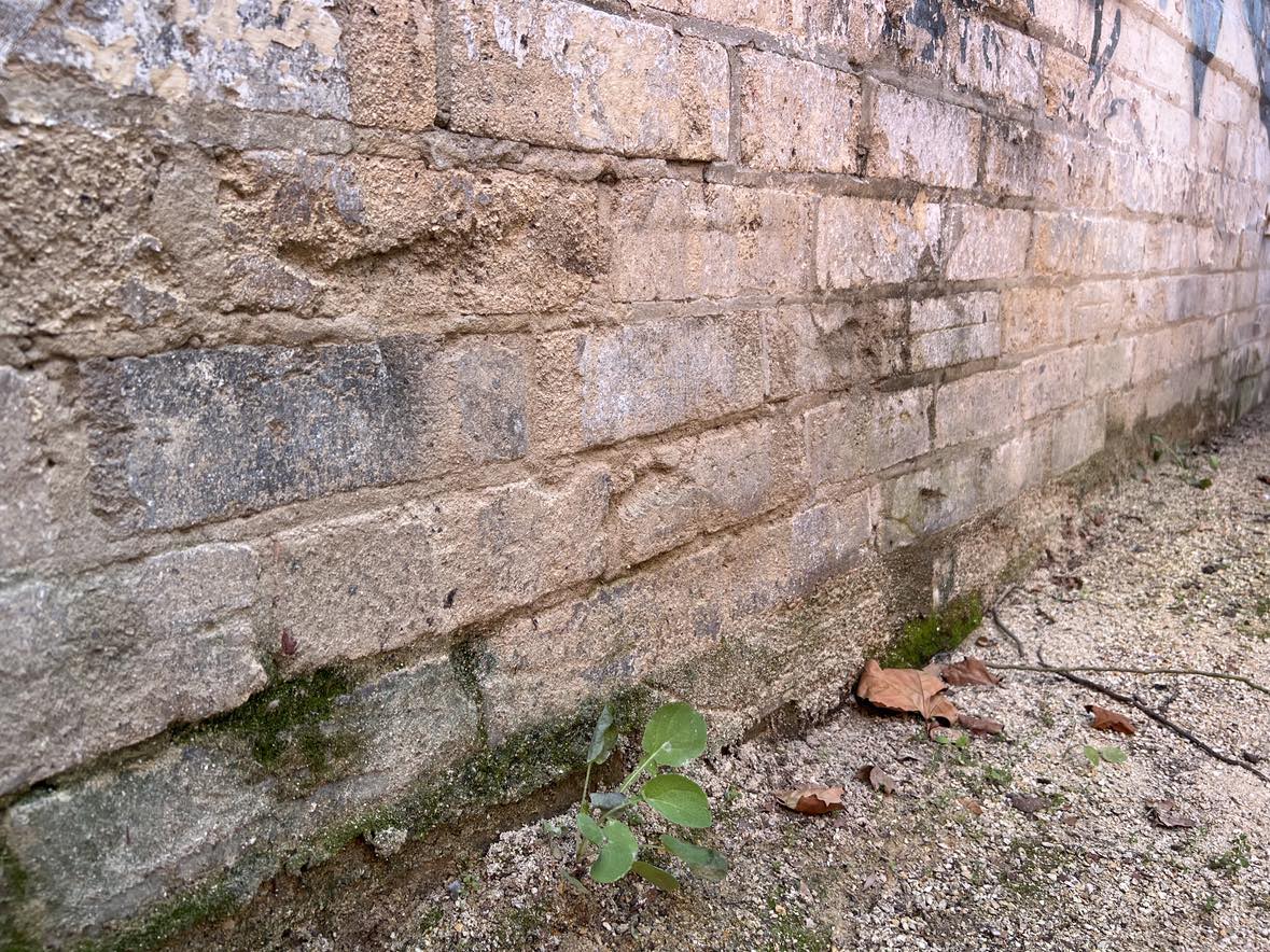 Rising Damp1